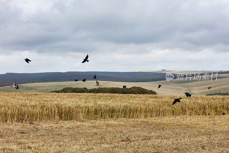 英国苏塞克斯郡Cuckmere Haven，天空中的鸟儿